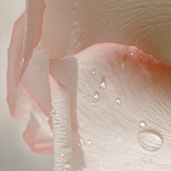 Montale Diamond Rose EDP